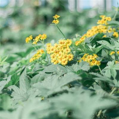 赏金女王官网正版下载